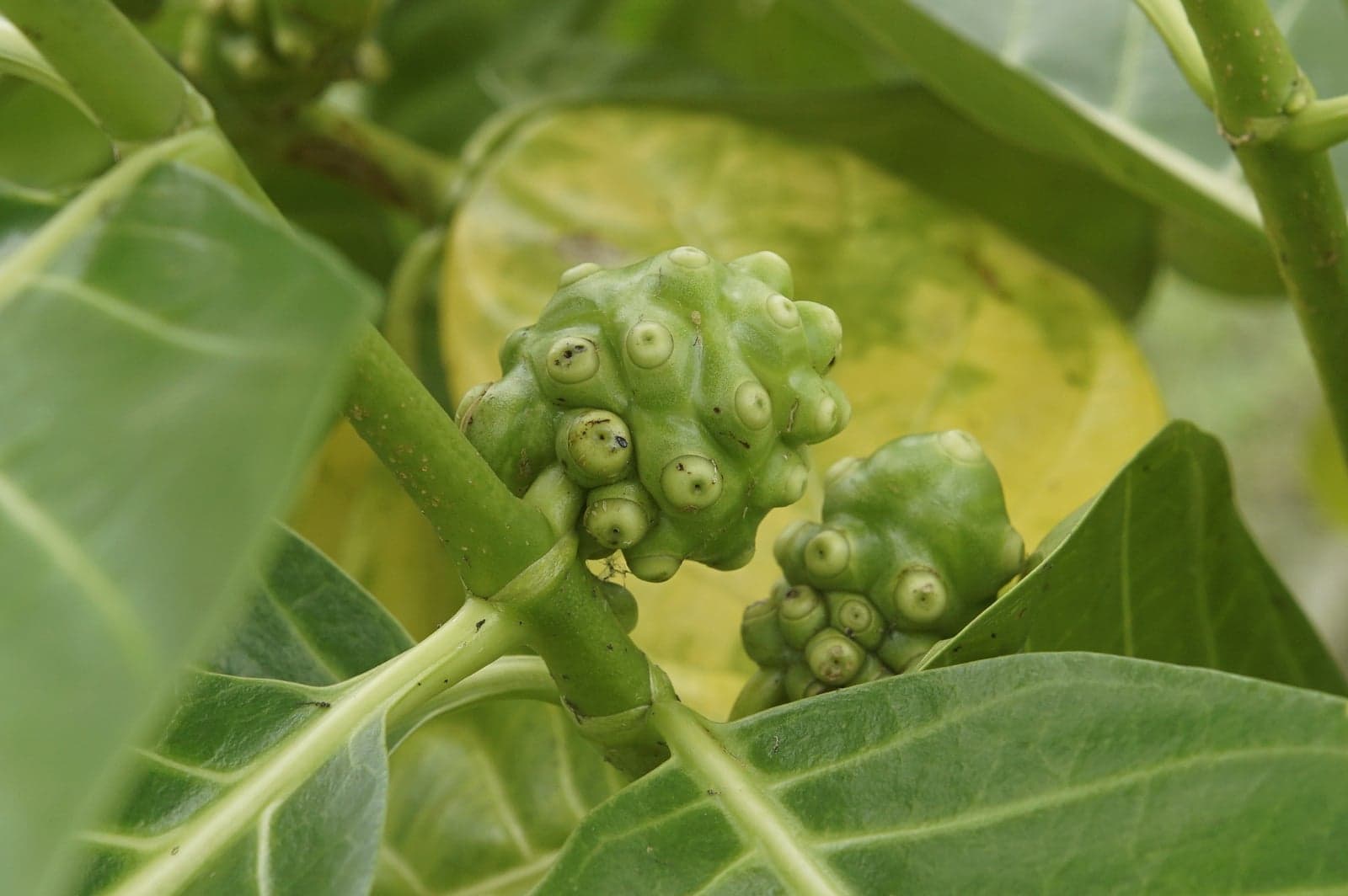 Noni Extract / Noni Fruit Powder (Morinda citrifolia) — Herbal Extracts