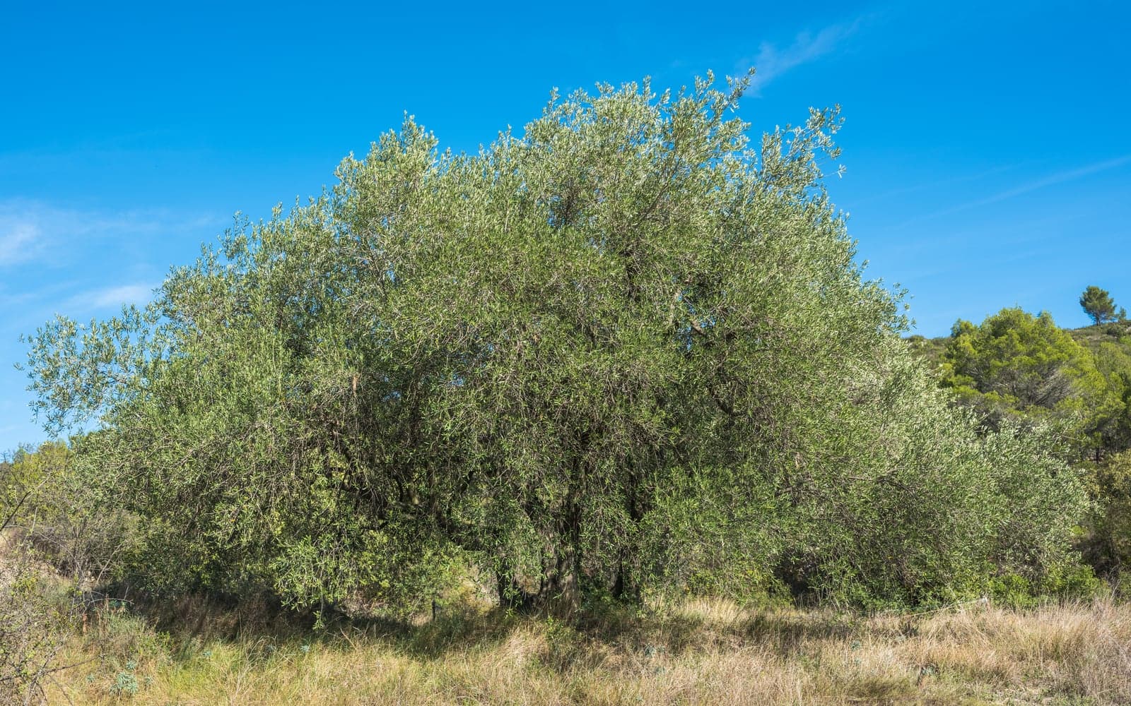 Olive Leaf Extract (Olea europaea) — Herbal Extracts