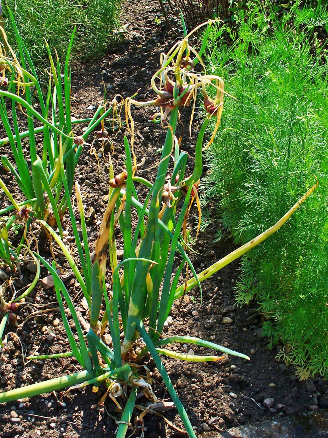 Onion Oleoresin (Allium cepa) — Oleoresins