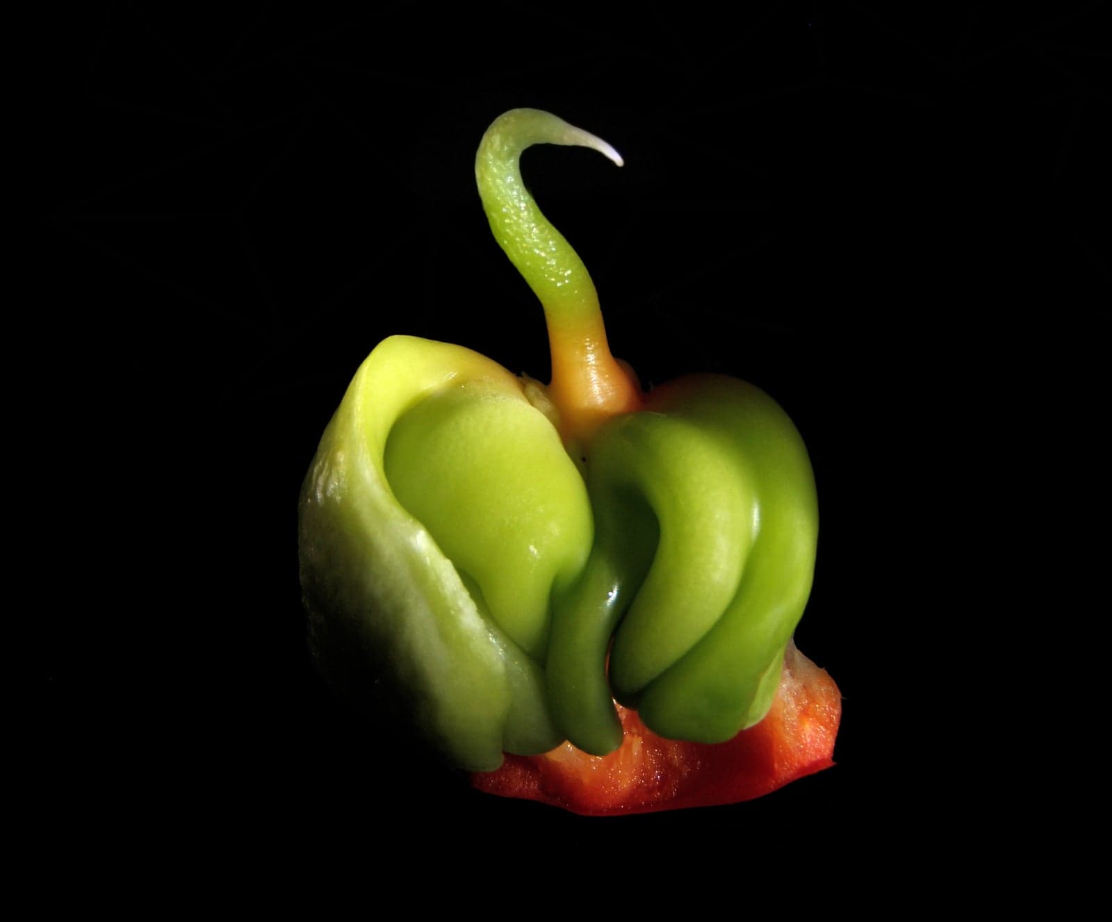 Paprika Oleoresin (Capsicum annuum) — Oleoresins