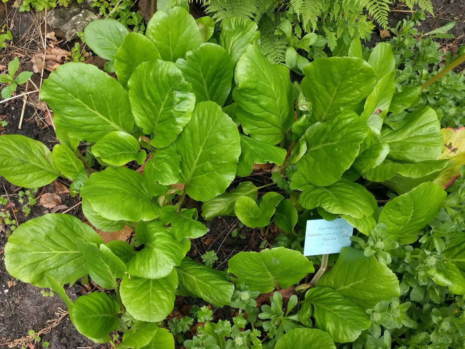 Pashanbheda Extract (Bergenia ligulata) — Herbal Extracts