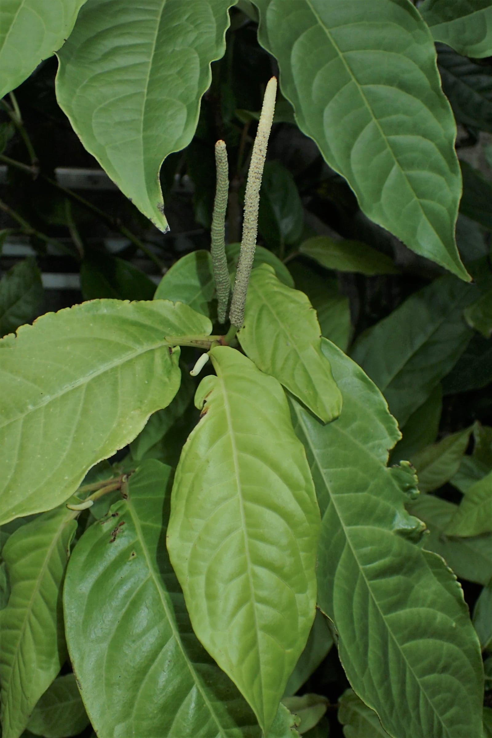 Pippali Extract (Piper longum) — Herbal Extracts