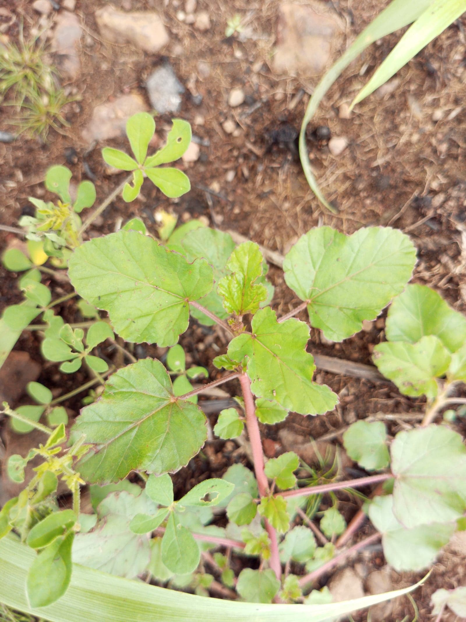 Punarnava Extract (Boerhavia diffusa) — Herbal Extracts
