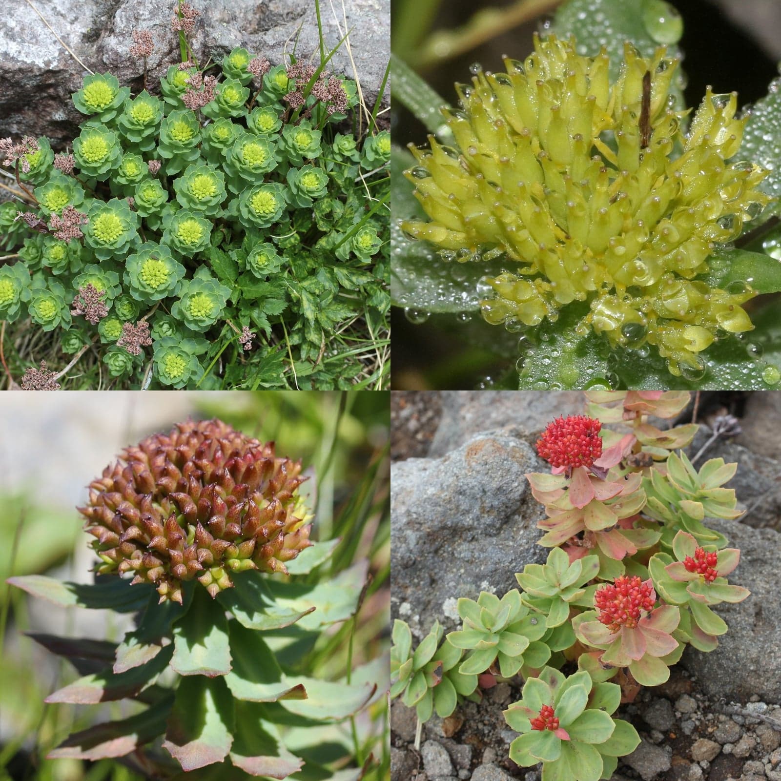 Rhodiola rosea Extract (Rhodiola rosea) — Herbal Extracts