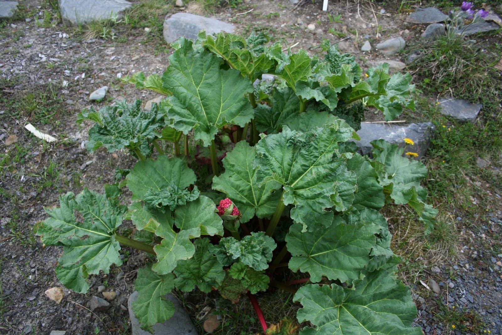 Rhubarb Extract (Rheum emodi / Rheum officinale) — Herbal Extracts