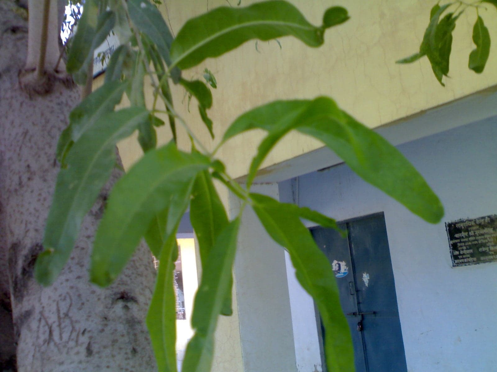 Rohitaka Extract (Tecomella undulata) — Herbal Extracts