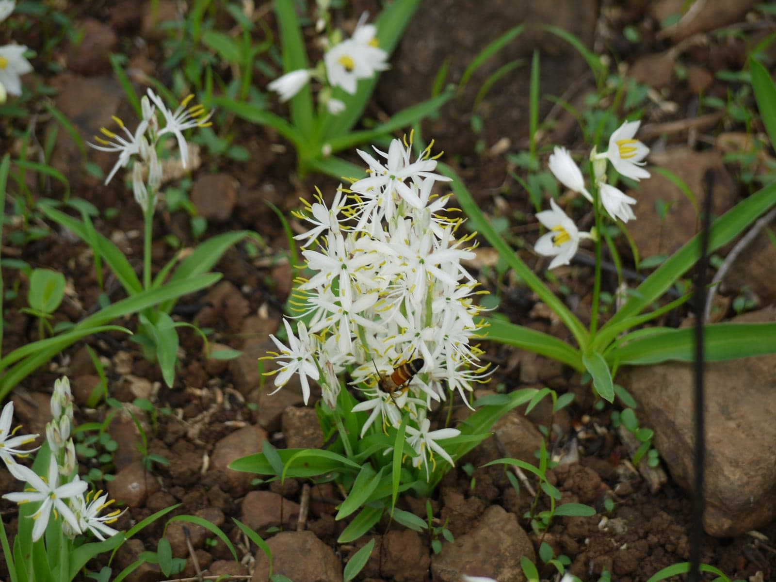 Safed Musli Extract (Chlorophytum borivilianum) — Herbal Extracts