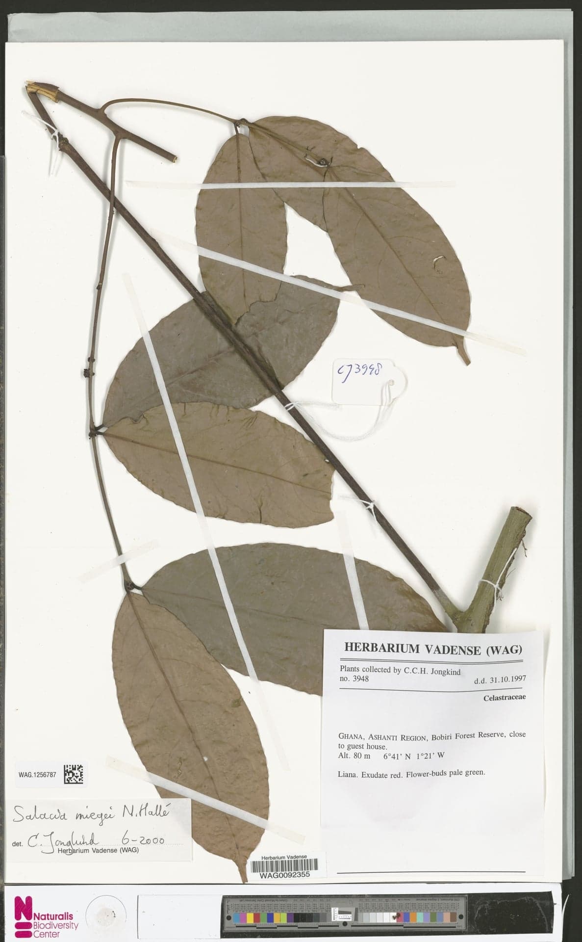 Salacia Extract (Salacia oblonga/reticulata) — Herbal Extracts