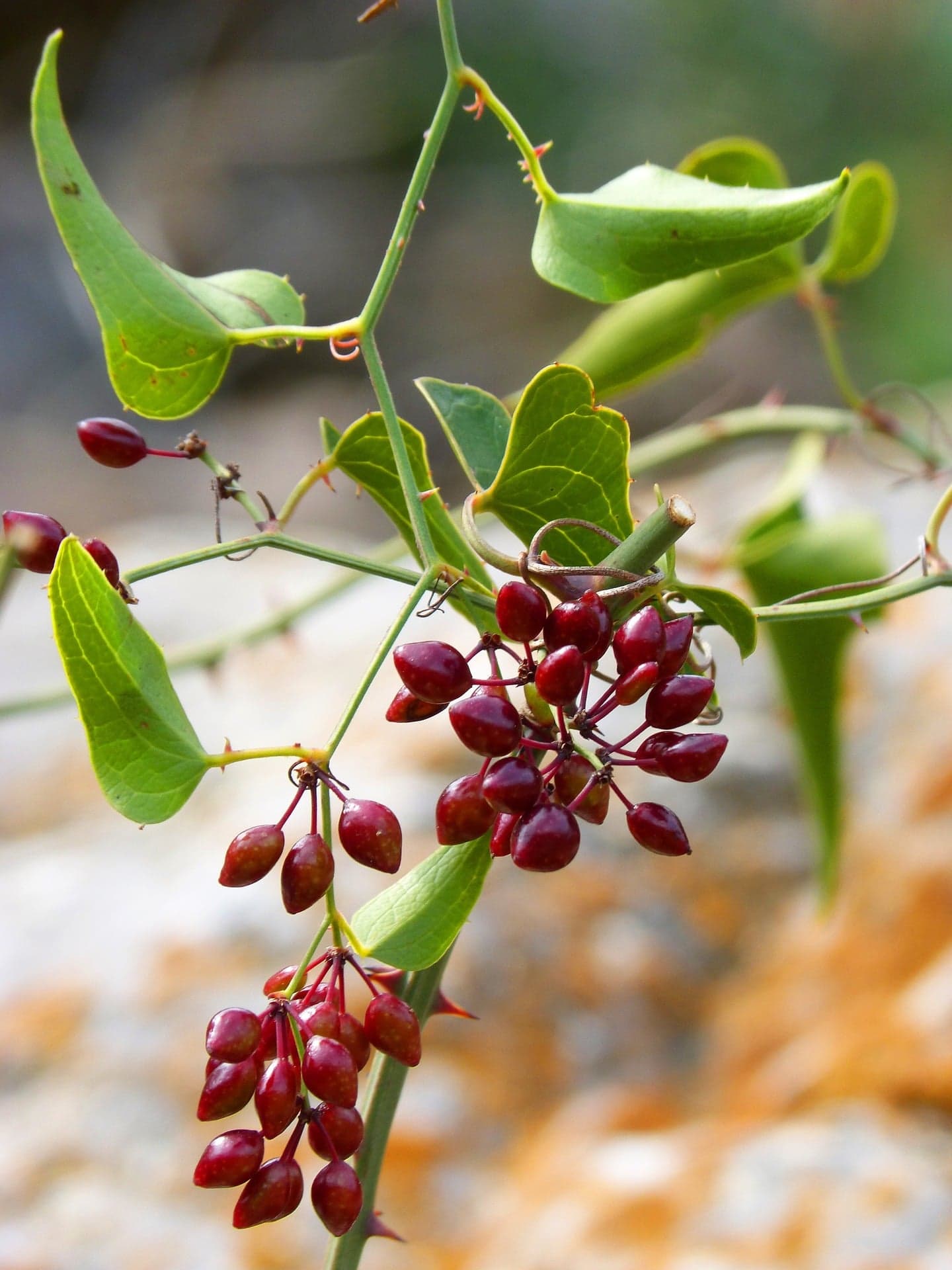 Sarsaparilla Extract (Smilax ornata) — Herbal Extracts