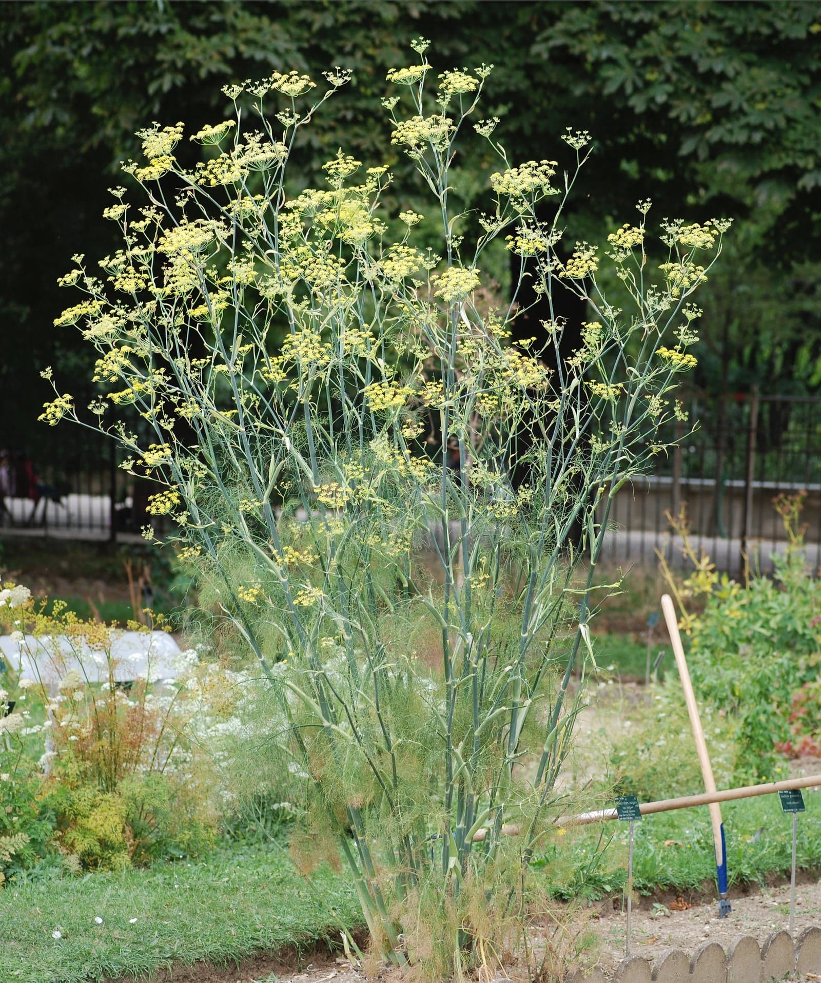Saunf Extract (Foeniculum vulgare) — Herbal Extracts