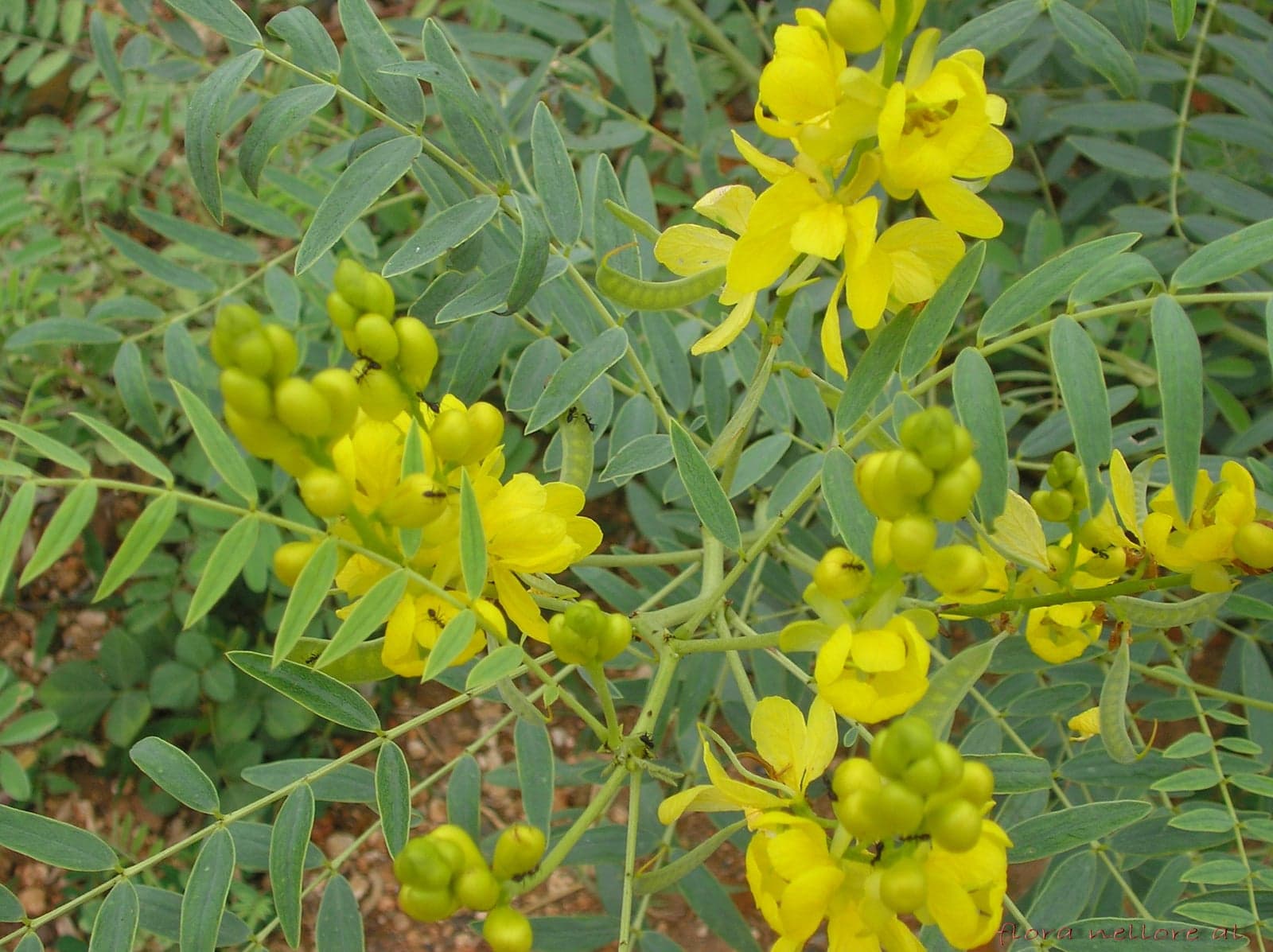 Senna Leaf Extract (Cassia angustifolia) — Herbal Extracts