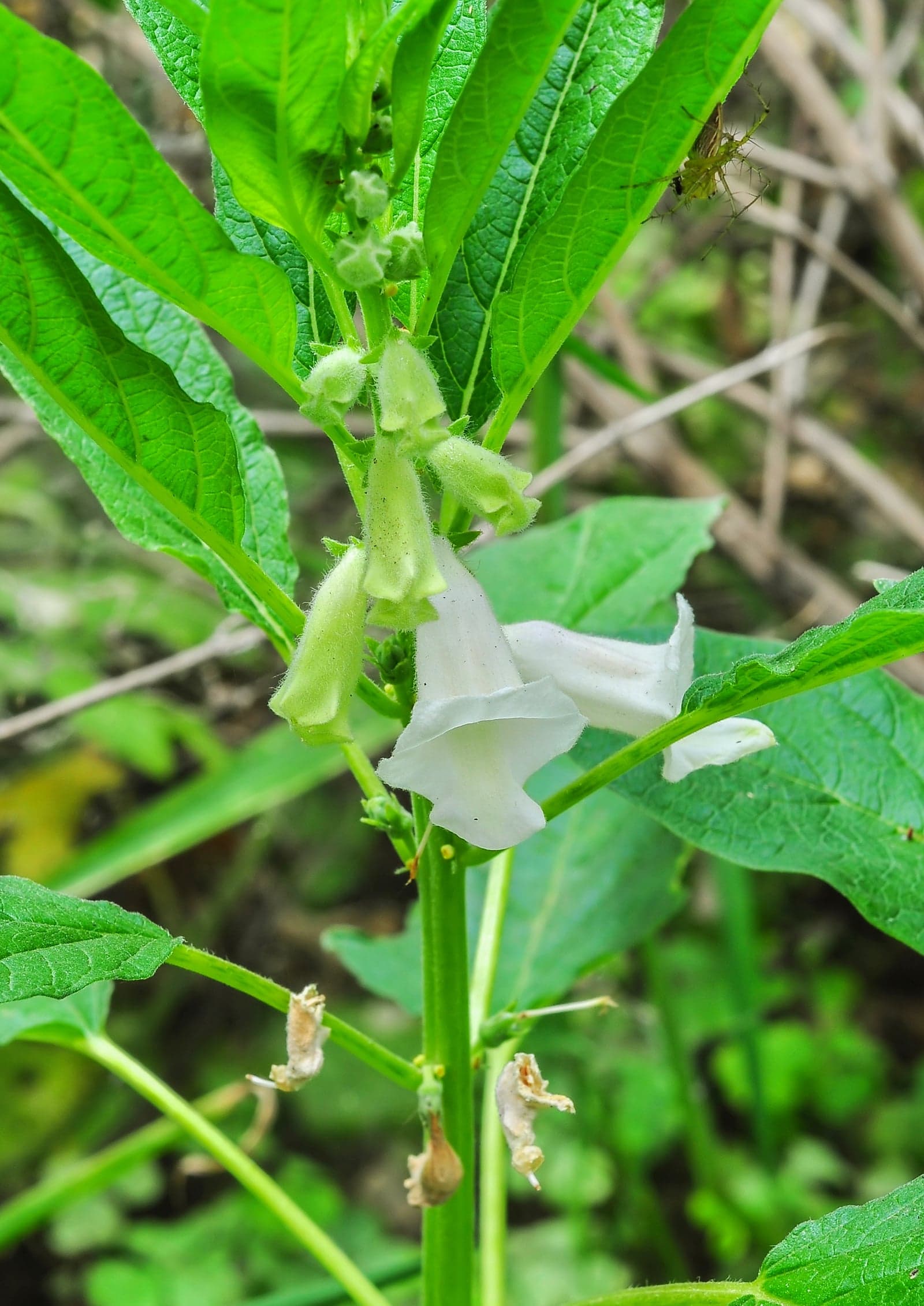 Sesame Seed Extract (Sesamum indicum) — Herbal Extracts