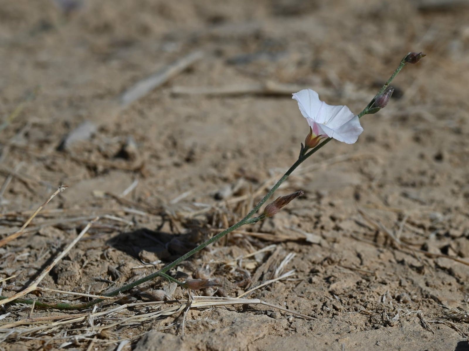Shankhpushpi Extract (Convolvulus pluricaulis) — Herbal Extracts