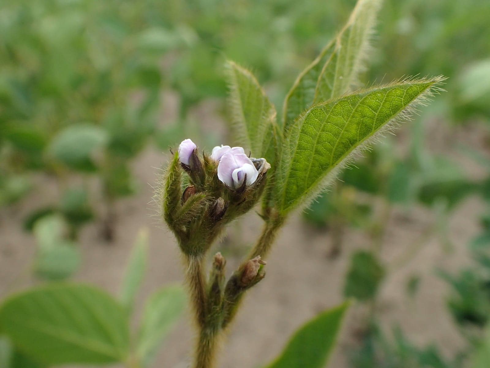 Soya Lecithin Powder (Glycine max) — Nutraceuticals