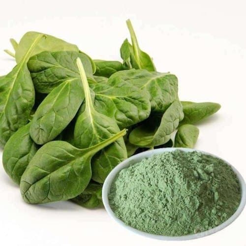 Spinach Extract (Spinacia oleracea) — Herbal Extracts