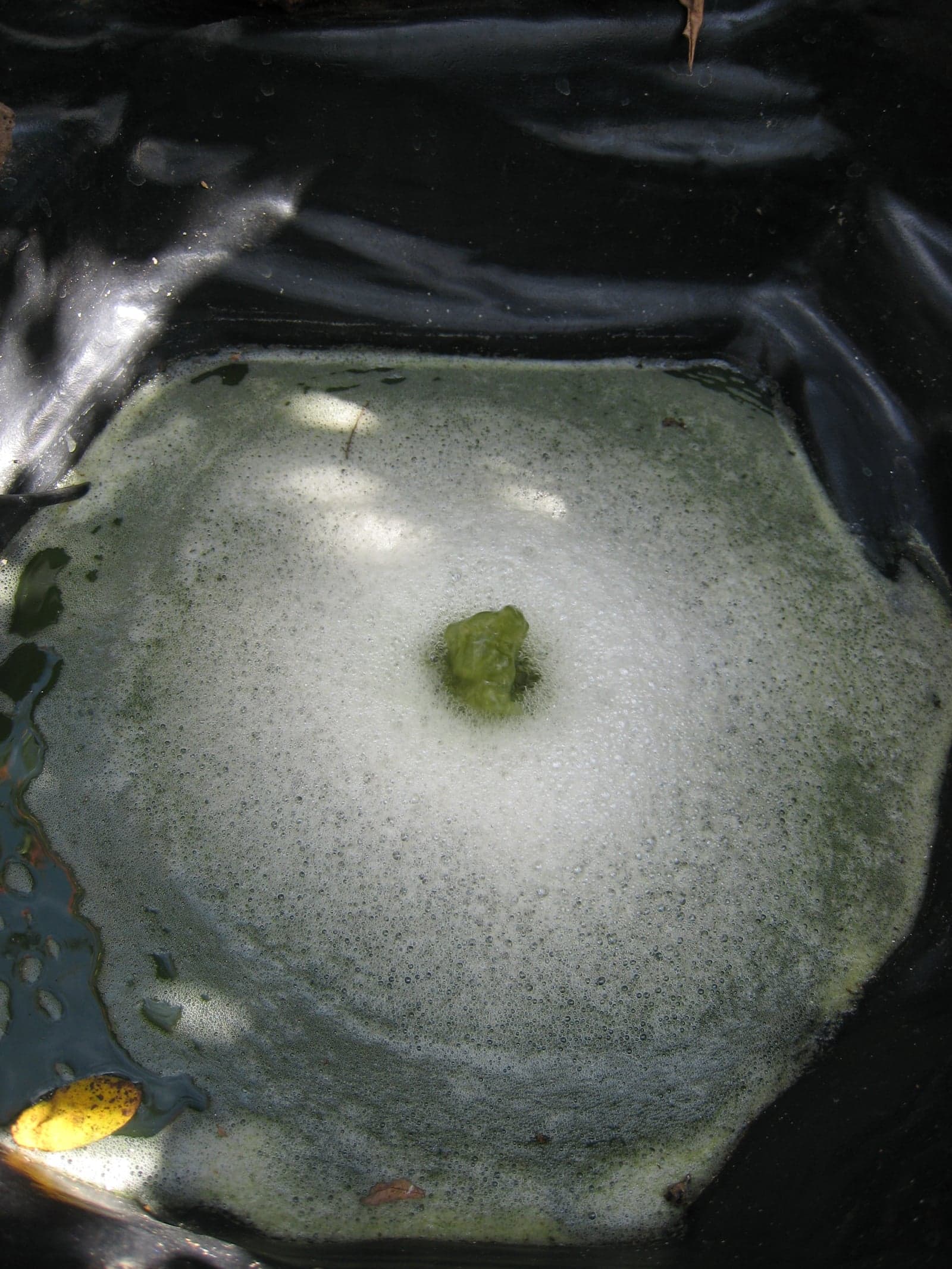 Spirulina Powder (Arthrospira platensis) — Nutraceuticals