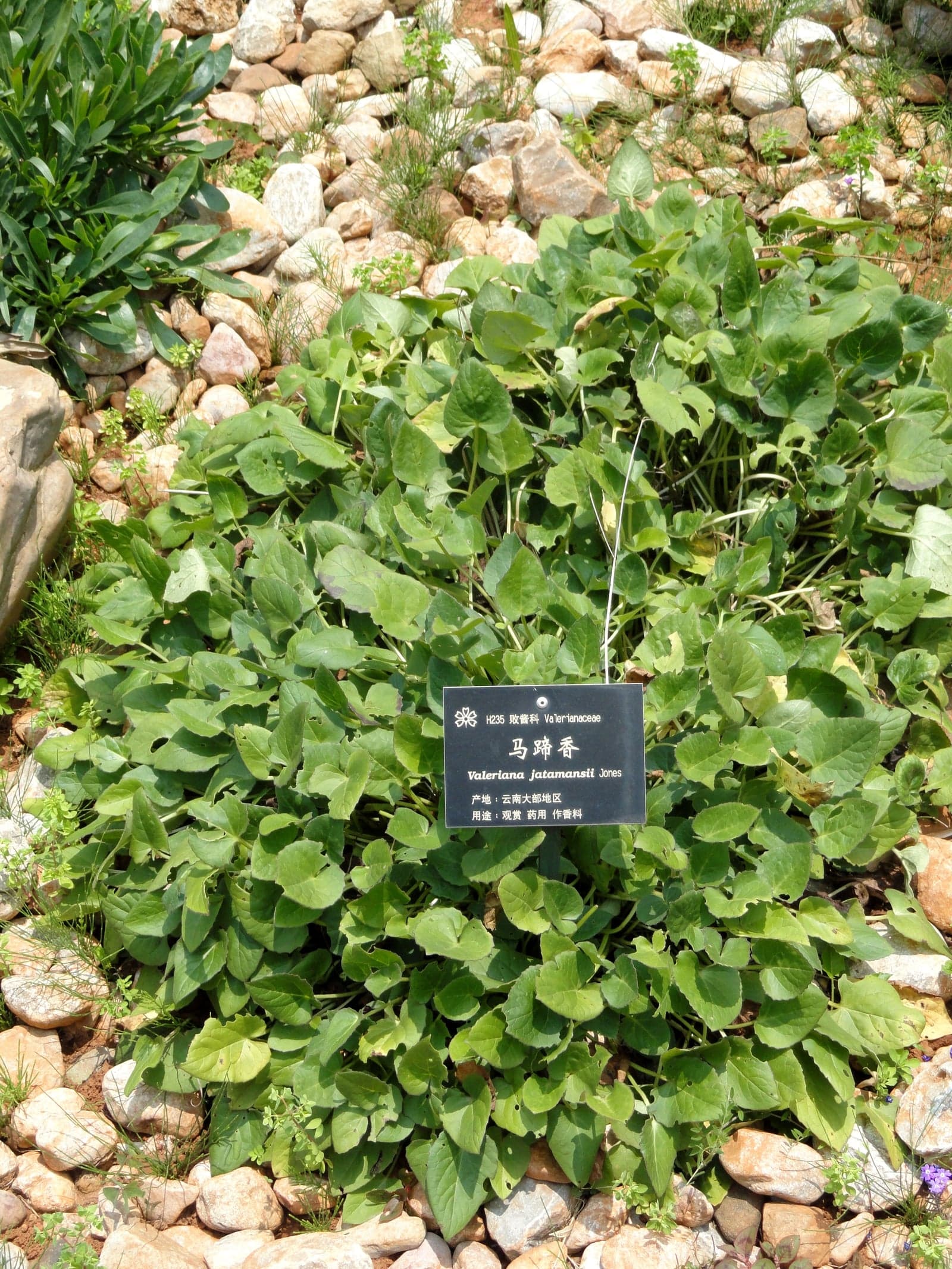 Tagar Extract (Valeriana wallichii) — Herbal Extracts