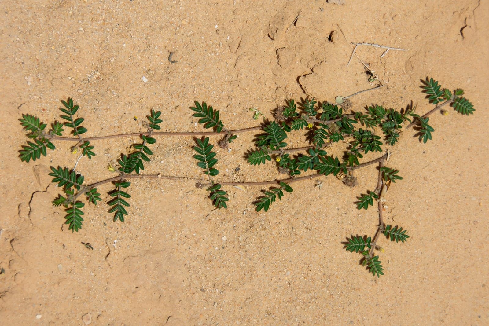 Tribulus Terrestris Extract (Tribulus terrestris) — Herbal Extracts