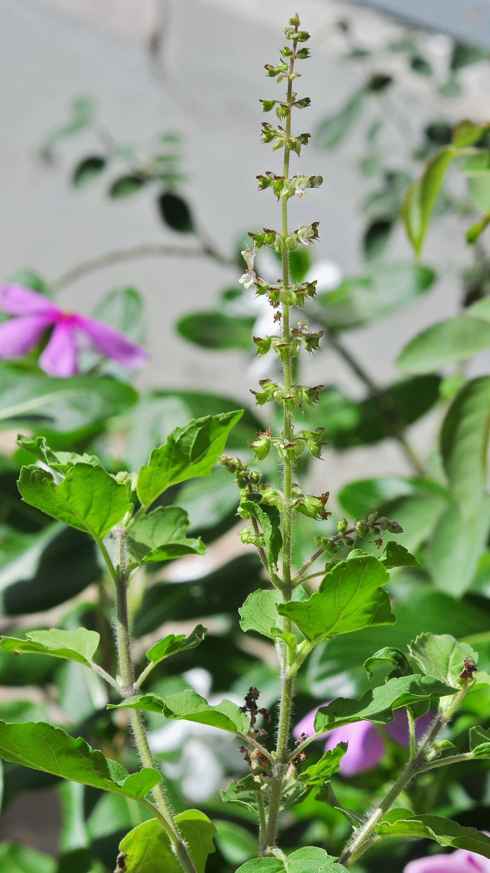 Tulsi (Holy Basil) Extract (Ocimum sanctum / Ocimum tenuiflorum) — Herbal Extracts