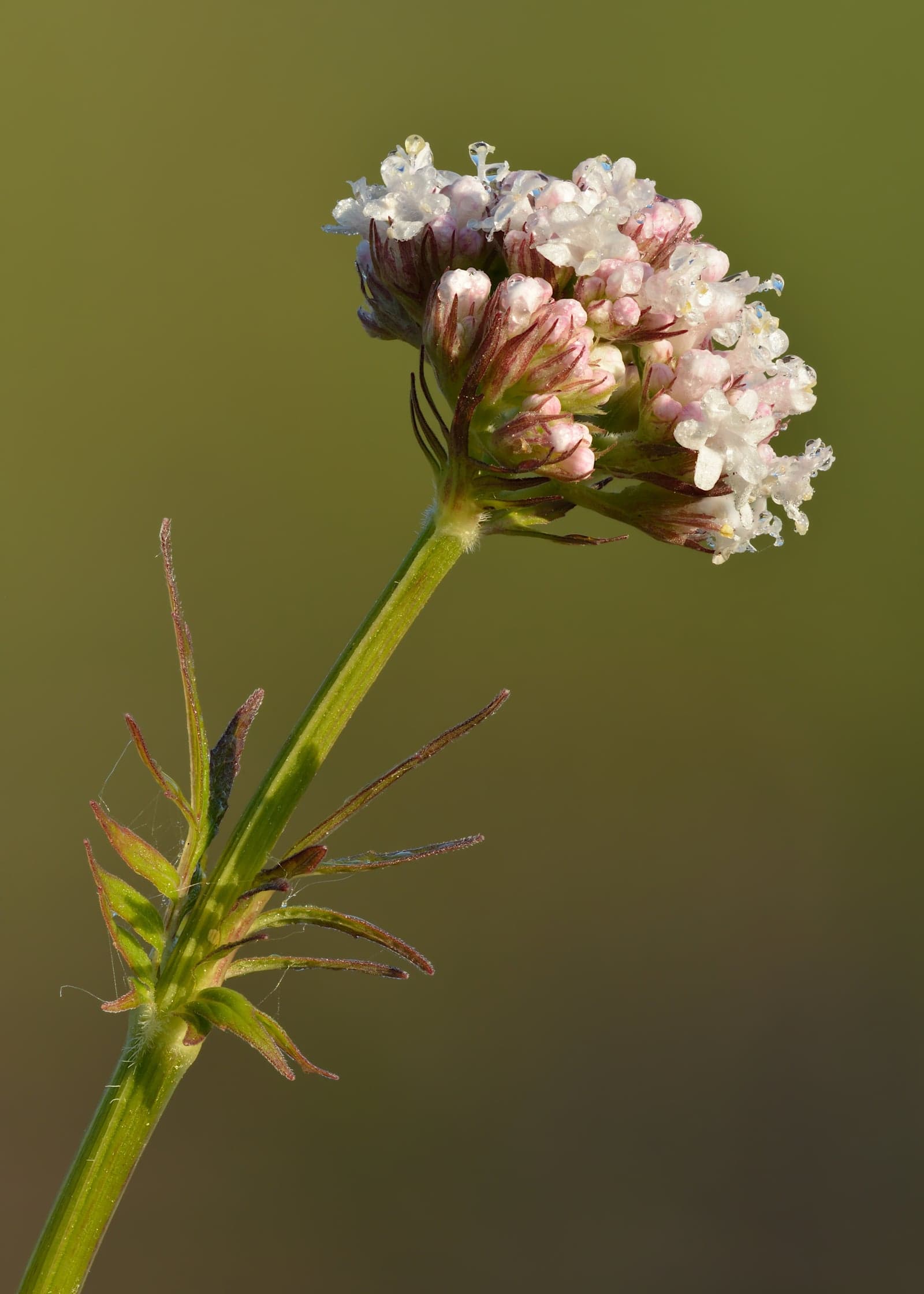 Valerian Extract (Valeriana officinalis) — Herbal Extracts