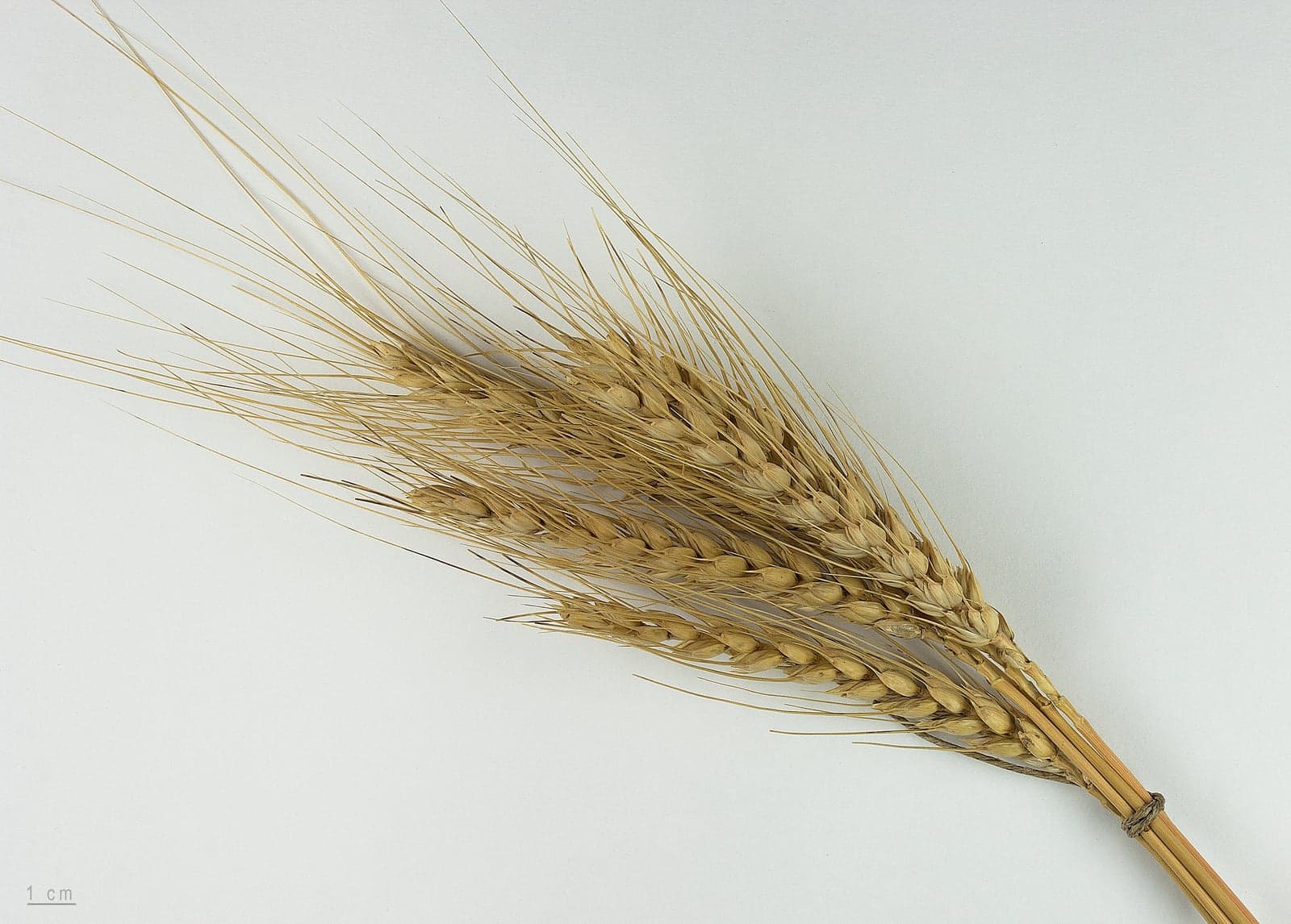 Wheat Grass Powder (Triticum aestivum) — Nutraceuticals