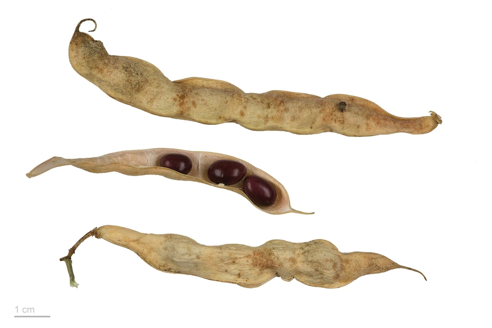 White Kidney Bean Extract (Phaseolus vulgaris) — Herbal Extracts
